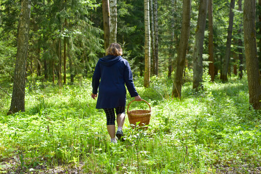 mushroom picker woman walks in forest with a wicker basket in summer