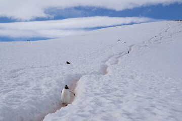 Gentoo penguin highway on a snowy hill on Danco Island in Antarctica