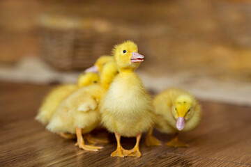 Yellow domestic ducklings relaxing on a farmyard on a farm. Young domestic ducklings crowded for warmth among the straw on the farm. Countryside.