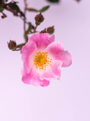 Naklejka na ściany i meble Pink Flower