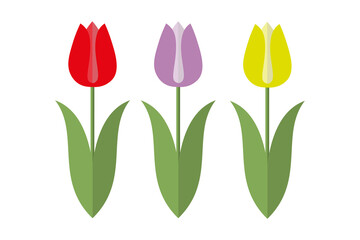 Obraz premium Three Tulips in Red, Yellow and Lilac with green leaves on a white background