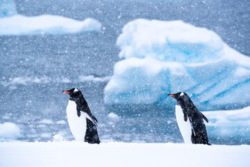 Gentoo penguins walking in the snow at Cuverville Island in Antarctica.