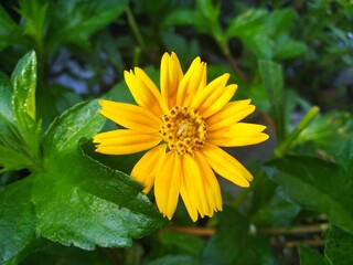 yellow flower in the garden