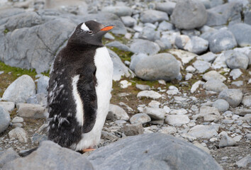 Moulting adult gentoo penguin in Antarctica