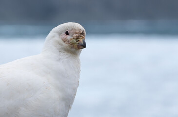 Portrait of a white bird called Rock Ptarmigan, Antarctica.
