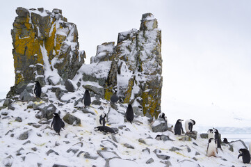 Gentoo penguin colony in front of a rock with yellow lichen on Half Moon Islands in Antarctica.