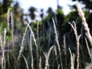 cogon grass, imperata cylindrica in nature 