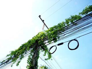 Green plants grow on electricity poles, cable wrapped vines in the bottom view. On the background...