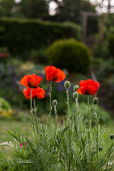 Mohnblumen blühen im Garten