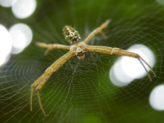 Spider wait for food on spider web.