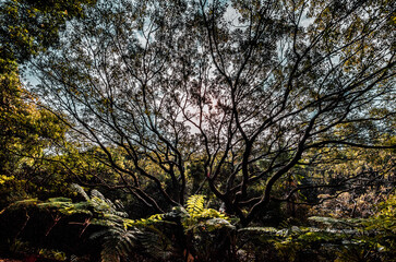 tree and branches backlit by the sun