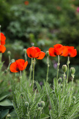 Naklejka premium Mohnblumen blühen im Garten