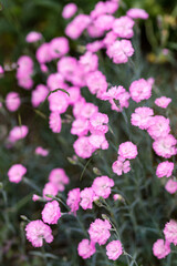 Rosafarbene Edelnelken im Garten