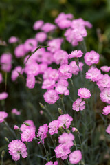 Rosafarbene Edelnelken im Garten