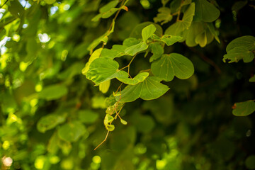 green leaves of a tree