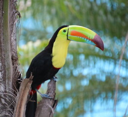 Costa Rica toucan on a branch