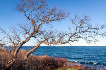 Obraz premium The old Tree without leaves with curved branches is standing in front of the windy cold Atlantic ocean