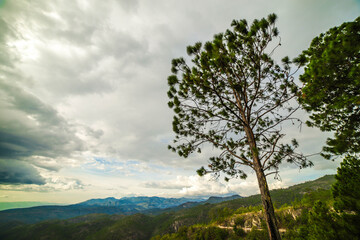 Fototapeta na wymiar árbol con vista al valle