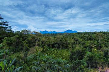 Fototapeta na wymiar Beautiful landscape view of tropical forest of Kintamani, Bali