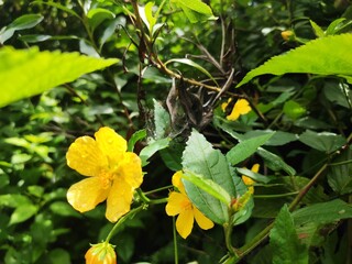 yellow flowers in the garden