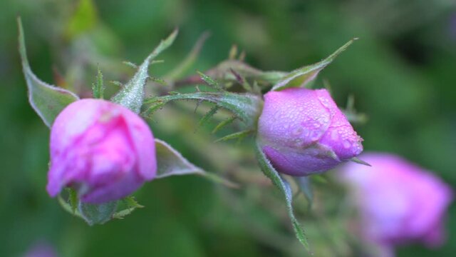 Closeup of Bulgarian pink rose / Pink bud with dewdrops
in a garden located in the rose valley in Bulgaria.  Camera movement from left to right