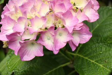 Hydrangea is blooming in pink and purple. Hydrangea macrophylla