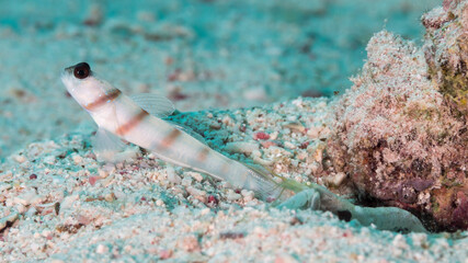 the prawn goby keeps a strict watch while the snapping shrimp does the housework