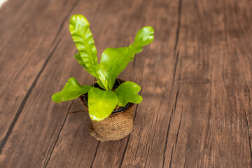small tree, interior decoration, small governor fern