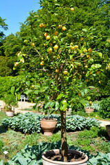 Obraz premium frische gelbe Zitronen mit grünen Blättern, Zitronenbaum in einem Topf, Zitronenbäumchen, Botanischer Garten in Gütersloh, Zitronen, lemon