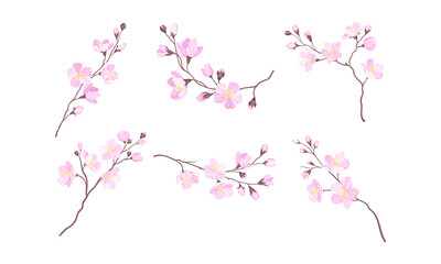 Blooming Cherry Branches with Tender Pink Flower Blossoms Vector Set