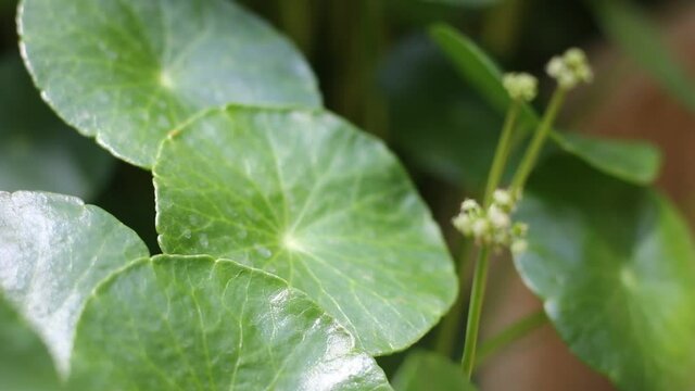 Small white flower of Gotu kola tree