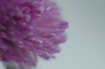 Soft focus macro picture of beautiful drops of water morning dew on petal of gentle pink clover flower in nature.