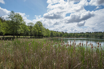 A quiet lake near a green forest under a blue cloudy sky