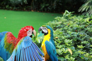 Obraz premium blue and yellow macaw