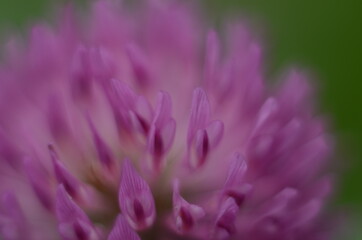 Soft focus macro picture of beautiful drops of water morning dew on petal of gentle pink clover flower in nature.