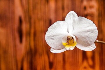 A branch of white orchids on a brown wooden background
