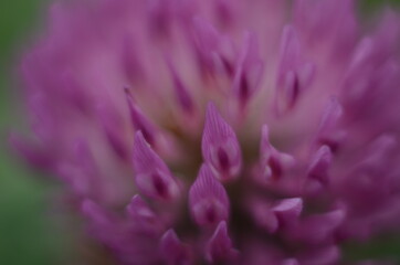 Soft focus macro picture of beautiful drops of water morning dew on petal of gentle pink clover flower in nature.