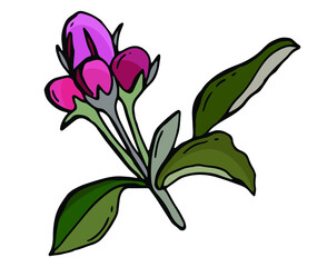 Blooming apple tree. Green leaves and the pink  flowers. Vector design element isolated on the white background.
