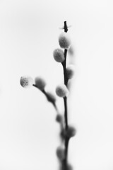 studio photo black and white flowers and plants,flowers on white background
