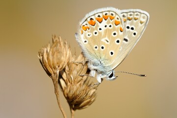 papillon Azuré bleu