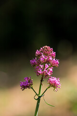 Fototapeta premium Petal of blooming flower in the spring