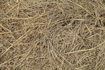 dry grass background