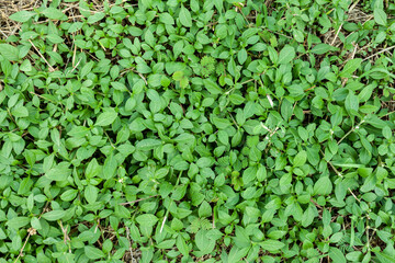 Obraz premium green leaves background