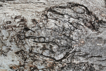 old wood texture