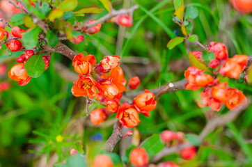 Obraz na płótnie Canvas Nature floral background. Flowering quince. Live wall of flowers in a spring garden. Red quince flowers close-up. High quality photo