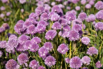 Chive field with purple colors 