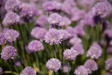 Fototapeta premium Chive field with purple colors 