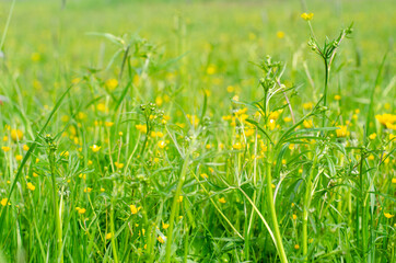 Summer meadow with flowers, morning dew on grass leaves. The natural background. High quality photo