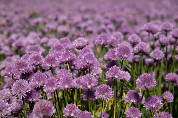 Obraz premium Chive field with purple colors 