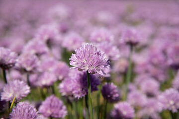 Chive field with purple flowers 